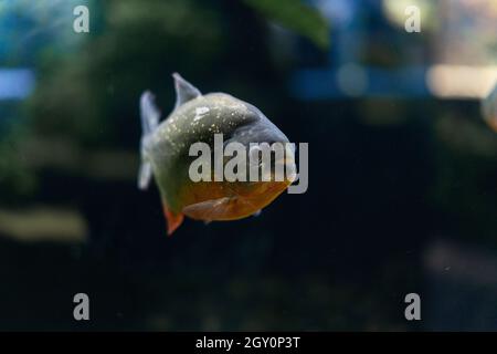 The Amazon is a predatory piranha fish among the algae. A flock of angry hungry fish swims. Stock Photo