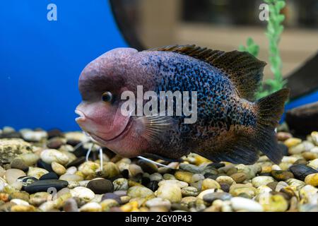 Cichlazoma rainbow or Vieja synspilum Cichlasoma sensillum fish swims in the aquarium. Stock Photo