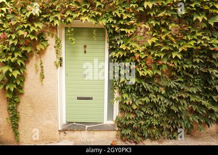 Green coloured external door of house surrounded by climbing plant in village in France Stock Photo
