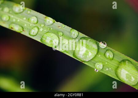 Drops of water on leaf macro Stock Photo