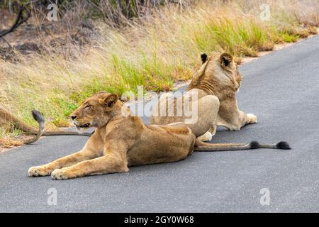 Lions relax on the street in the Kruger National Park in South Africa on safari in Mpumalanga. Stock Photo