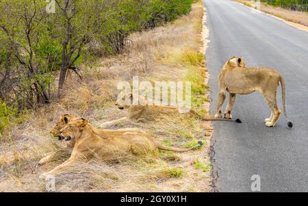 Lions relax on the street in the Kruger National Park in South Africa on safari in Mpumalanga. Stock Photo