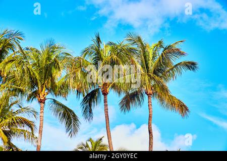 Close up of palm trees against light blue sky Stock Photo