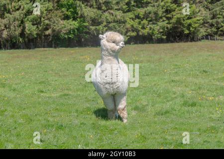 Alpacas Stock Photo