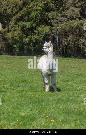 Alpacas Stock Photo