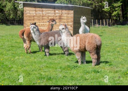 Alpacas Stock Photo