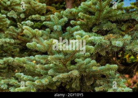 Subalpine Fir, Abies lasiocarpa, along Obstruction Point Road in Olympic National Park, Washington State, USA Stock Photo