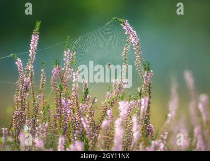 Orb-weaver spiral wheel-shaped spider web with a spider midmost, in pink flowering common heather in late summer, Calluna vulgaris, NRW Germany Stock Photo