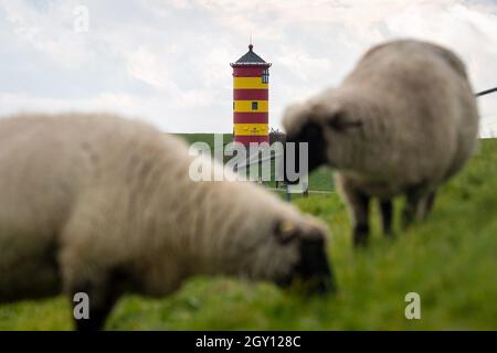 06 October 2021, Lower Saxony, Krummhörn: Sheep graze on the dike in front of the Pilsum lighthouse. Photo: Sina Schuldt/dpa Stock Photo