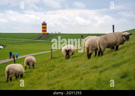 06 October 2021, Lower Saxony, Krummhörn: Sheep graze on the dike in front of the Pilsum lighthouse. Photo: Sina Schuldt/dpa Stock Photo