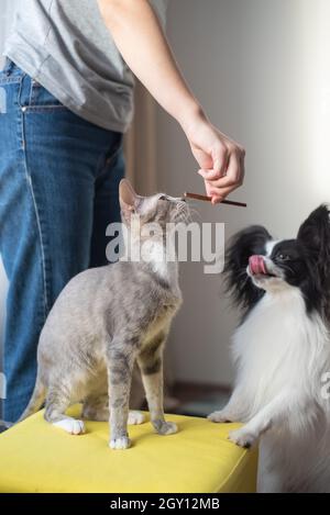 The hostess feeds the cat and the dog. Papillon and Brush Sphinx. Stock Photo