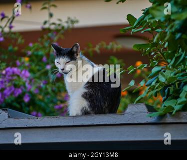 Cute cat taking sun bath on the roof Stock Photo