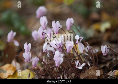 London, UK, 13 September 2021: Pale pink cyclamen flowers (cyclamen hederifolium)  in an autumn garden amongst fallen birch leaves. Anna Watson/Alamy Stock Photo