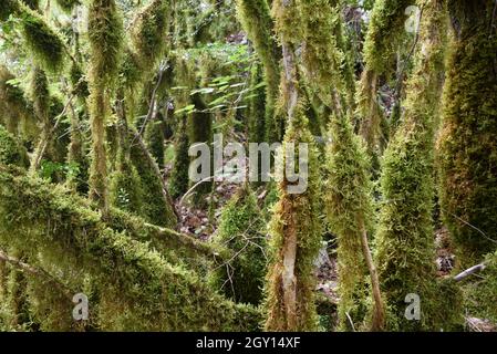 Moss Covered Trees, Mossy Forest or Old Growth Forest in the Verdon Gorge Regional Park or Nature Reserve Alpes-de-Haute-Provence Provence France Stock Photo