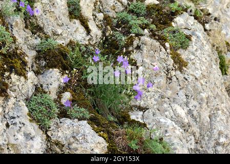 Harebell or Bluebell, Campanula rotundifolia, aka Blawort, Hair-bell, Lady's Thimble, Witch's Bells & Witch's Thimbles Growing Rocky Outcrop Provence Stock Photo