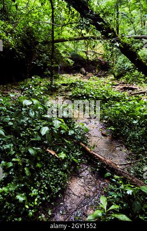 Forest small dirt trail through lush green forest plants Stock Photo