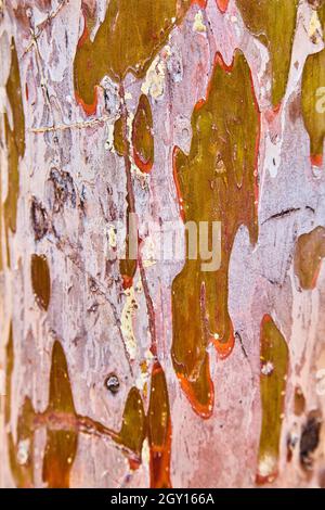 Red pink and tan wooden background peeling multicolored Stock Photo