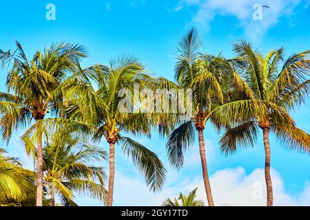 Line of palm trees against light blue sky Stock Photo