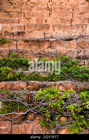 Detail of red stone steps covered in vines Stock Photo