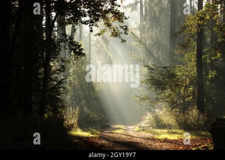Forest trail on a misty morning in early fall Stock Photo