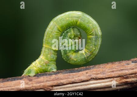 Common Marbled Carpet moth caterpillar (Dysstroma truncata) crawling on twig. Tipperary, Ireland Stock Photo