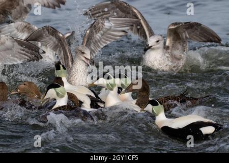 Eider ducks in a feeding frenzy Stock Photo