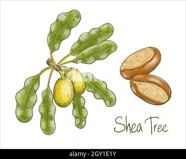 Vitellaria paradoxa or shea tree, shi tree. Vector illustration Stock Vector