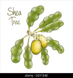 Vitellaria paradoxa or shea tree, shi tree. Vector illustration Stock Vector