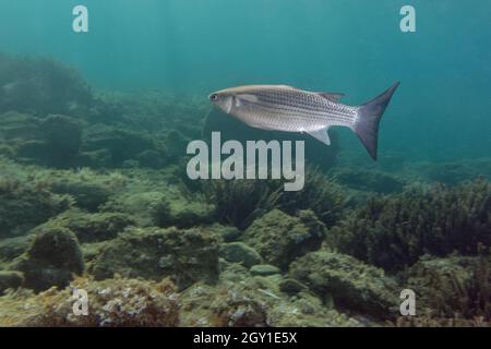 Thicklip grey mullet (Chelon labrosus) in Mediterranean Sea Stock Photo