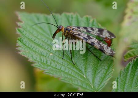 Male Scorpion-fly (Panorpa meridionalis) on a leaf Stock Photo