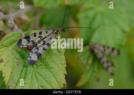 Male Scorpion-fly (Panorpa meridionalis) on a leaf Stock Photo