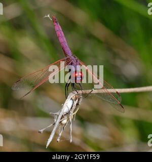 Male Violet Dropwing (Trithemis annulata) on a branch Stock Photo