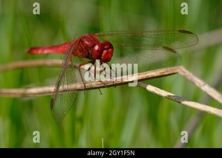 Male Scarlet dragonfly (Crocothemis erythraea) on a branch Stock Photo