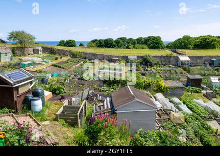 Lions House Allotments or berwick Community Allotments in Berwick-upon-Tweed or Berwick-on-Tweed Northumberland England GB UK Europe Stock Photo