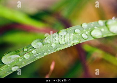 Dew collecting on blades of grass Stock Photo