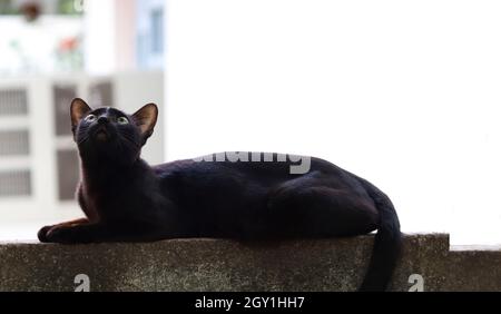 The black cat sits on the wall and looks up Stock Photo