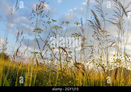 Selective soft focus of beach dry grass, reeds, stalks blowing in the wind at golden sunset light. Nature, summer, grass concept. Stock Photo