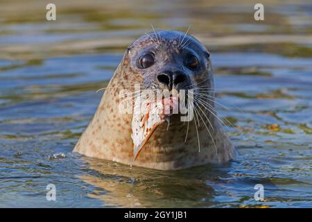 Close-up of common seal / harbour seal (Phoca vitulina) eating European plaice (Pleuronectes platessa) in sea Stock Photo