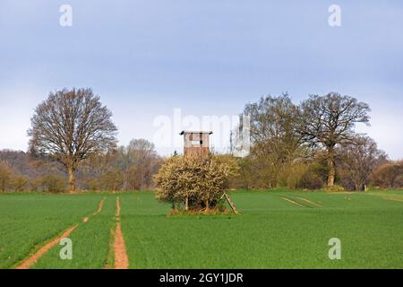 Raised hide / hunting blind / deerstand / deer stand in field at forest's edge in spring Stock Photo