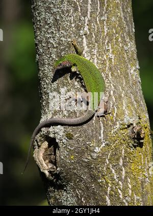 European Green Lizard Female on a Tree Trunk Stock Photo