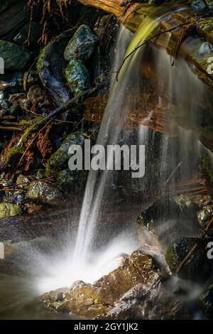 Tiny waterfall formed by water flowing over large log on unnamed stream in Staircase area of Olympic National Park, Washington State, USA Stock Photo