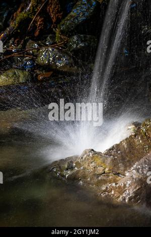 Tiny waterfall formed by water flowing over large log on unnamed stream in Staircase area of Olympic National Park, Washington State, USA Stock Photo