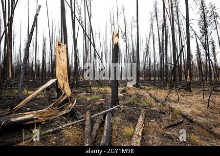 view in idaho of trees that have been burnt from a fire Stock Photo