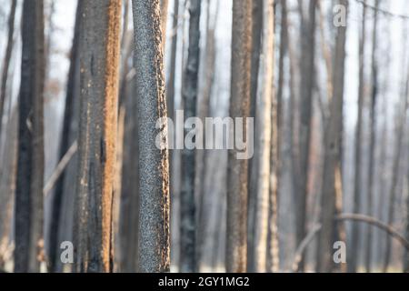 burnt wood from a forest fire Stock Photo