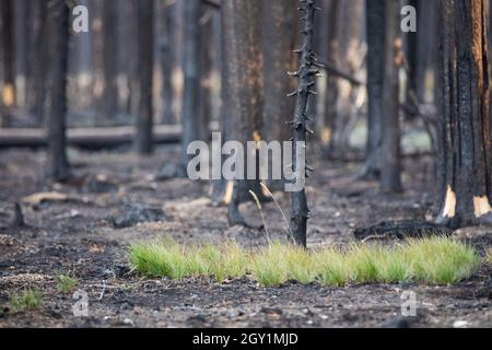 destruction and rebirth from a recent forest fire Stock Photo