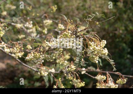 Autumnal Fruit of White Berries and Green Leaves on a Deciduous Hupeh Rowan Tree (Sorbus pseudohupehensis) Growing in a Woodland Garden in Devon Stock Photo