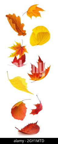 Colorful autumn tree leaves falling, isolated on white background, vertical Stock Photo