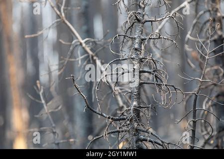 dead trees from a forest fire that burned through the area Stock Photo