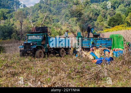 HSIPAW, MYANMAR - DECEMBER 1, 2016: Local people harvest corn near Hsipaw, Myanmar Stock Photo