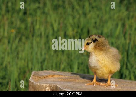 baby chickens on grass,italy Stock Photo